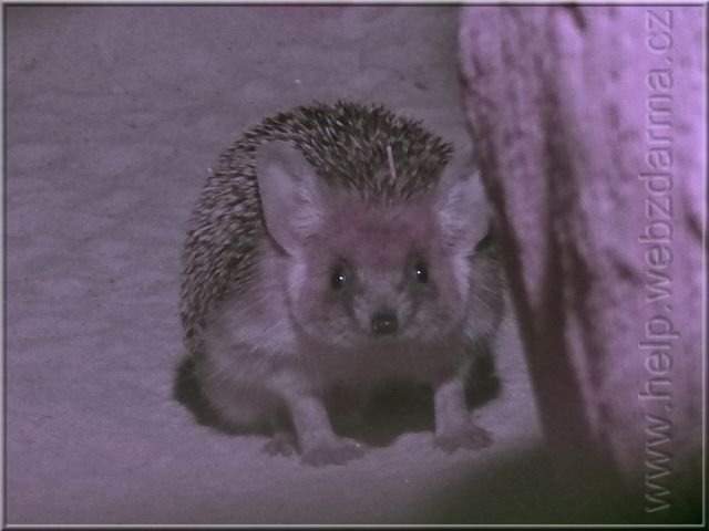 jez