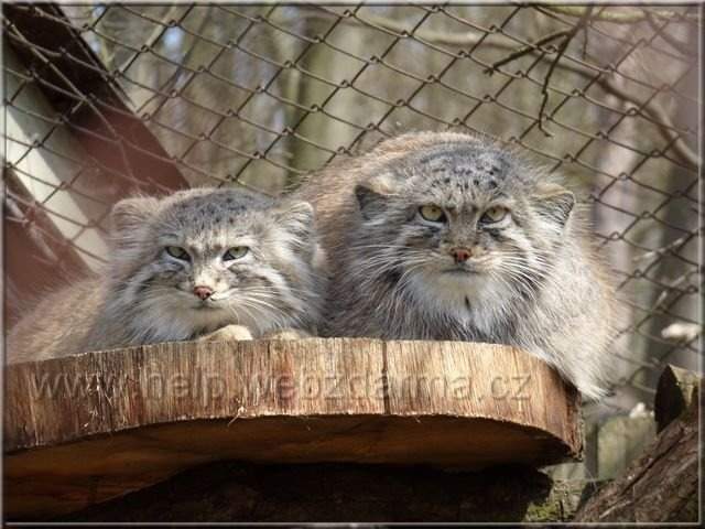 manul