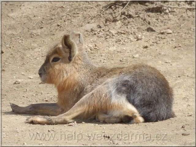 mara