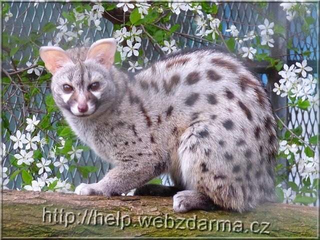 cibetka