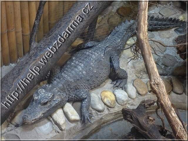 krokodil