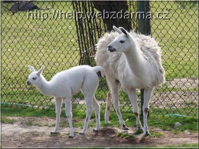 lama