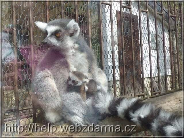 lemuri2