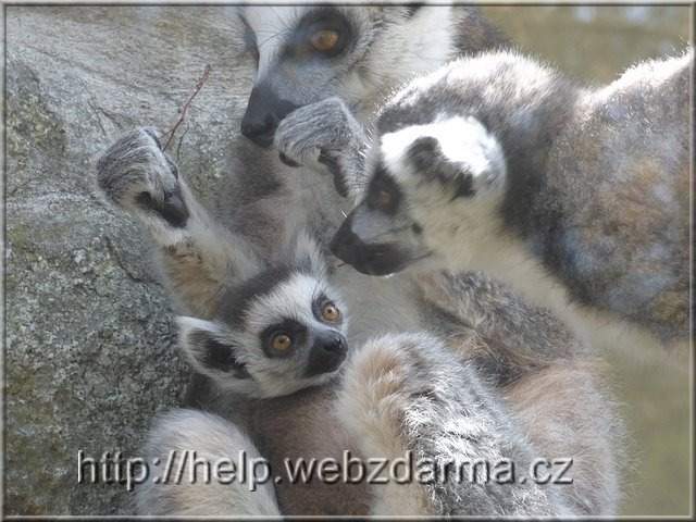 lemuri3