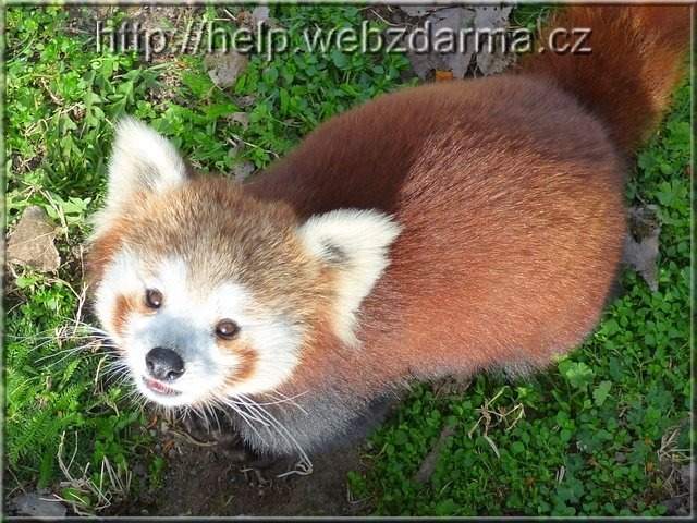 panda1