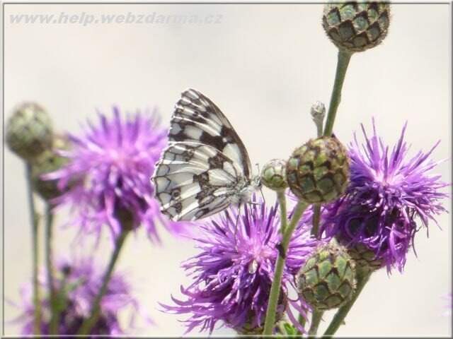 motyl