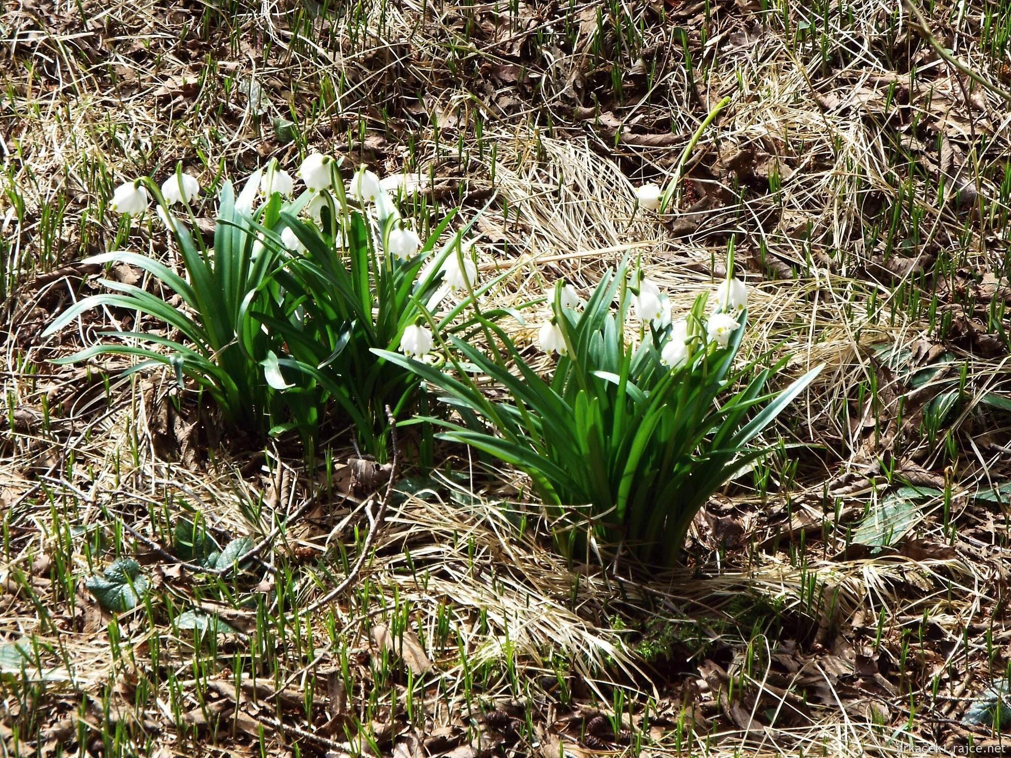 37 - Svitavy - NS Vodárenský les 73 - sněženky mezi 6.a 7. zastavením