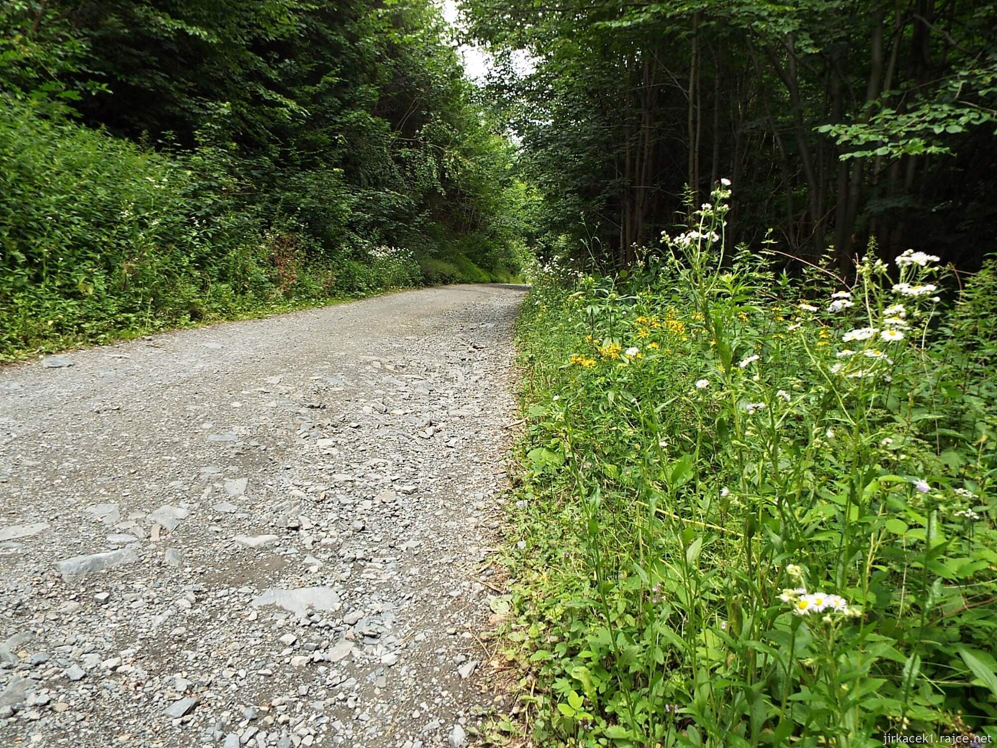 F - okolo Juřacky 11 - stoupání od pramene - byliny u cesty