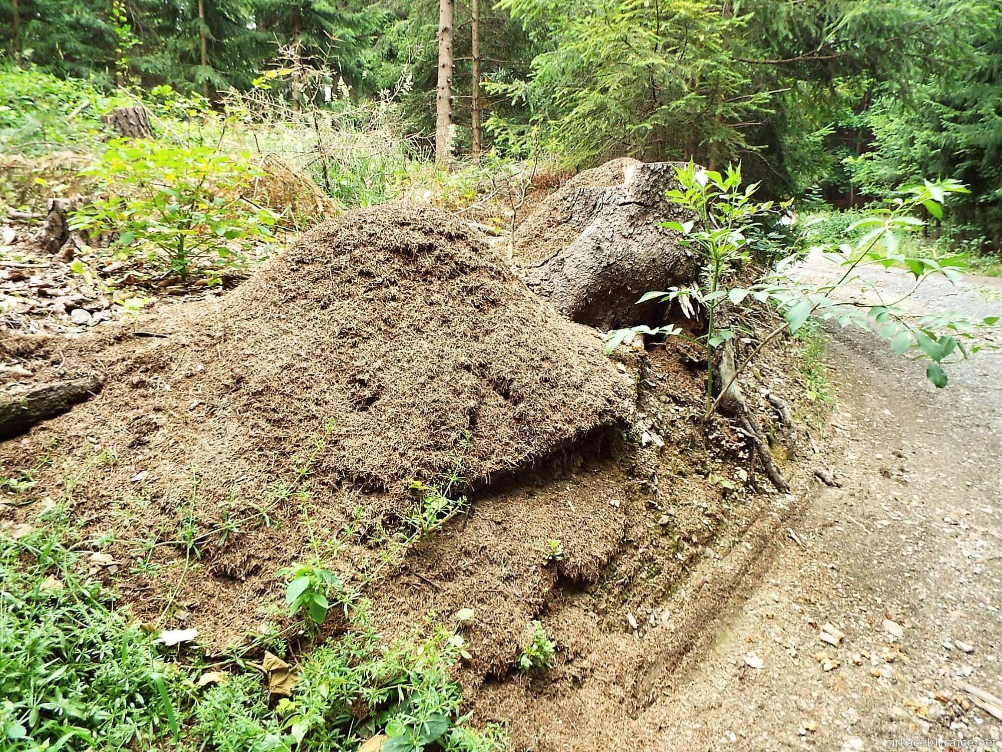 F - okolo Juřacky 24 - závěr stoupání od pramene - mraveniště