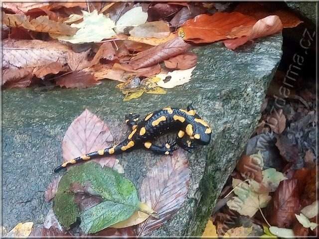salamandra1