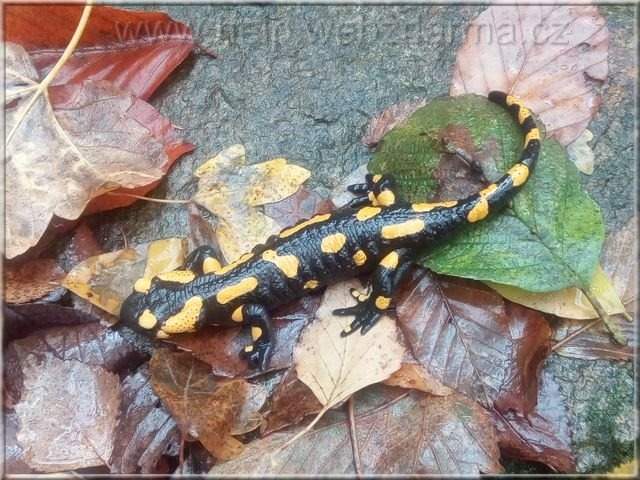 salamandra2