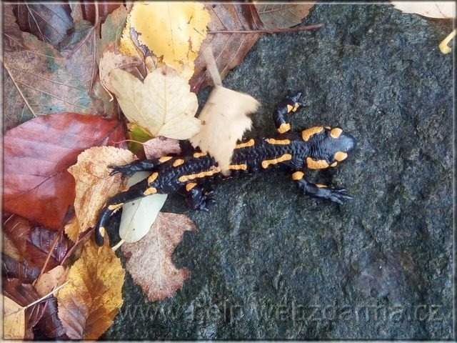 salamandra3