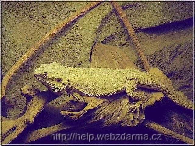 agama