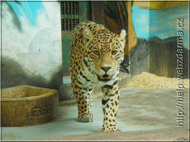 jaguar1