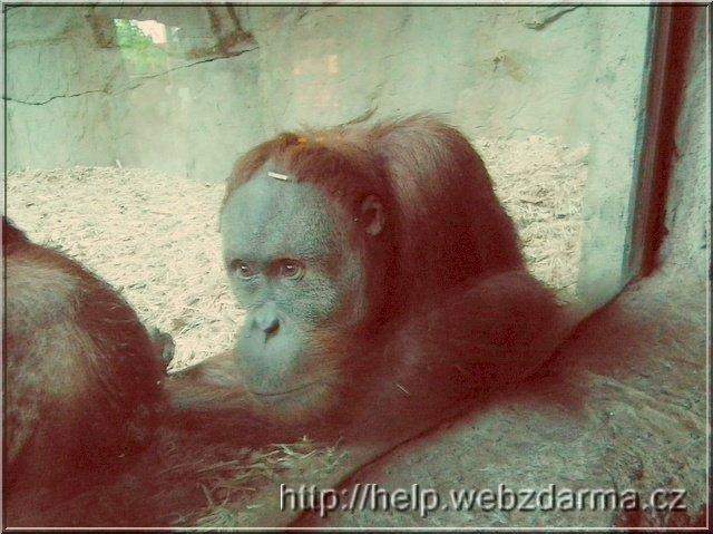 orangutan01
