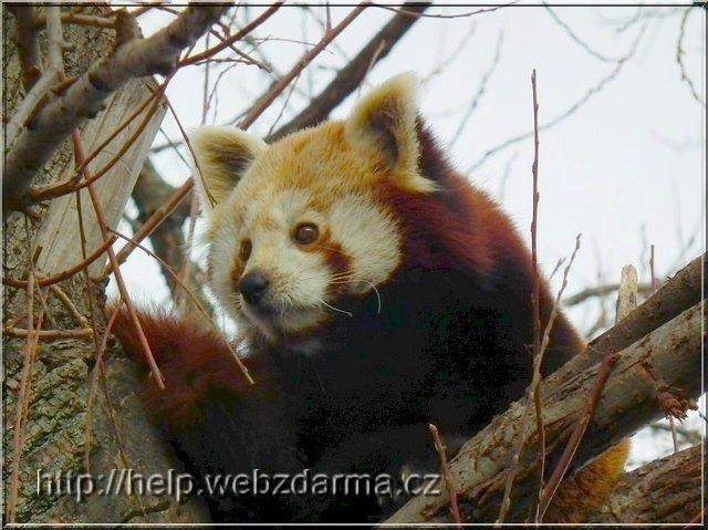 panda02