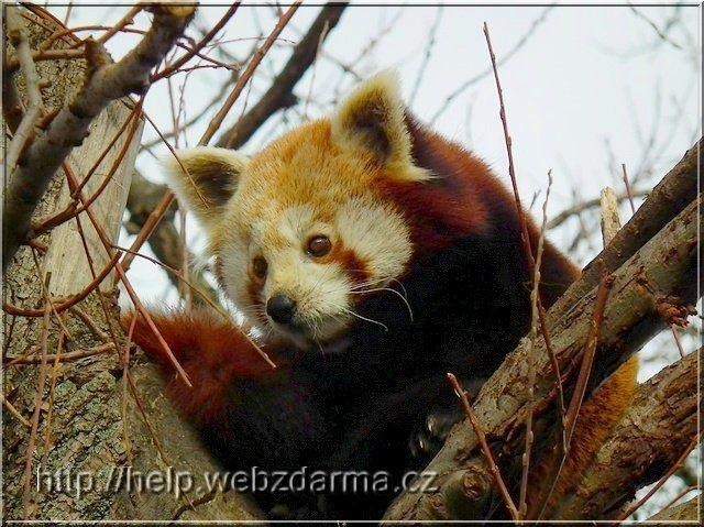 panda04