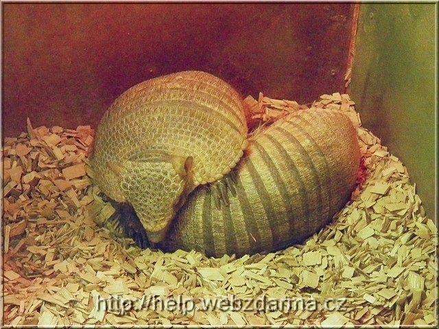 pasavce