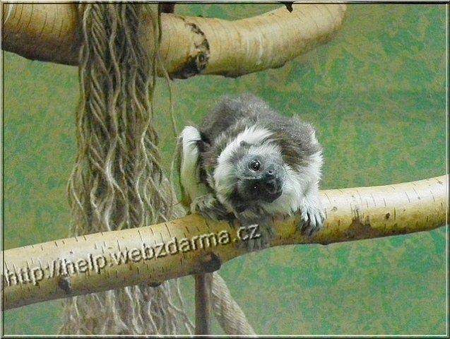 tamarin01