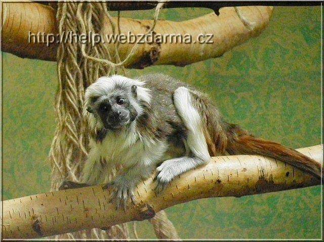 tamarin02