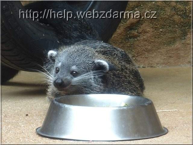 binturong1