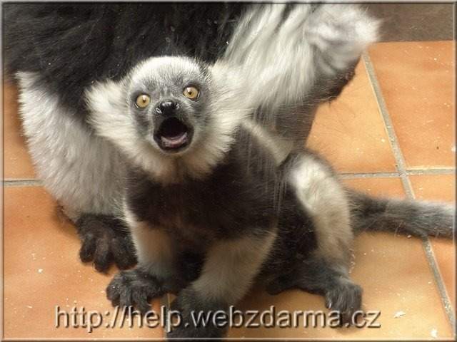 lemur1