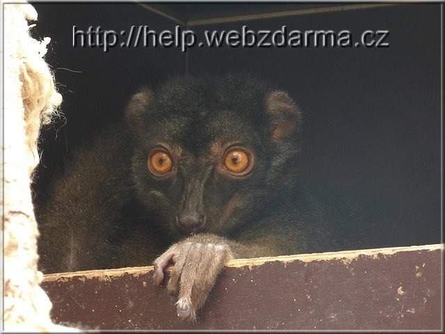lemur3