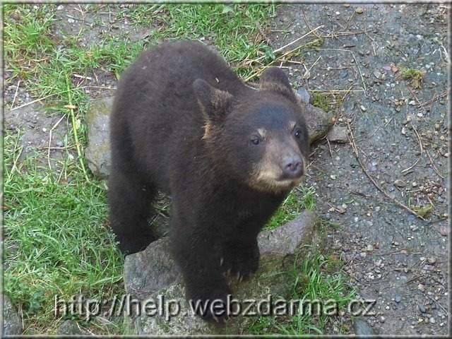medved