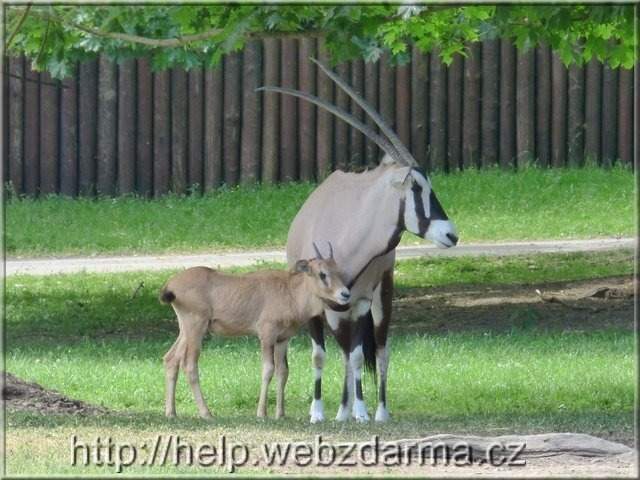 oryx