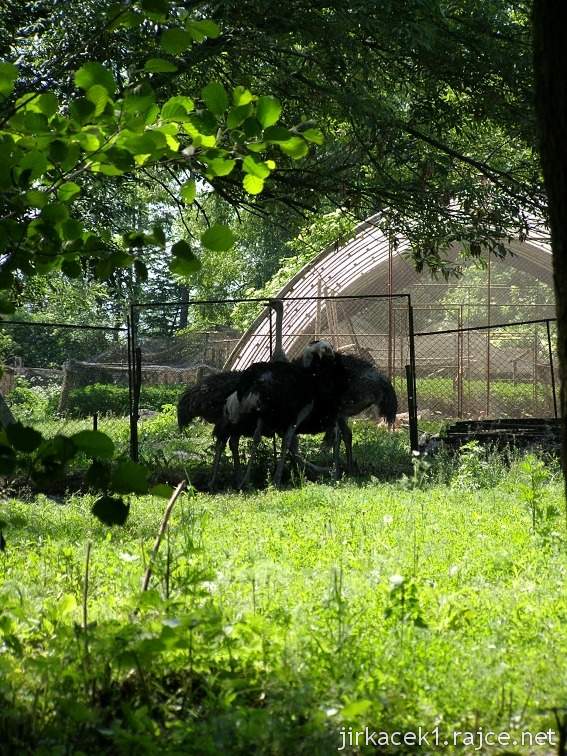 Lhota nad Moravou - pštrosí farma