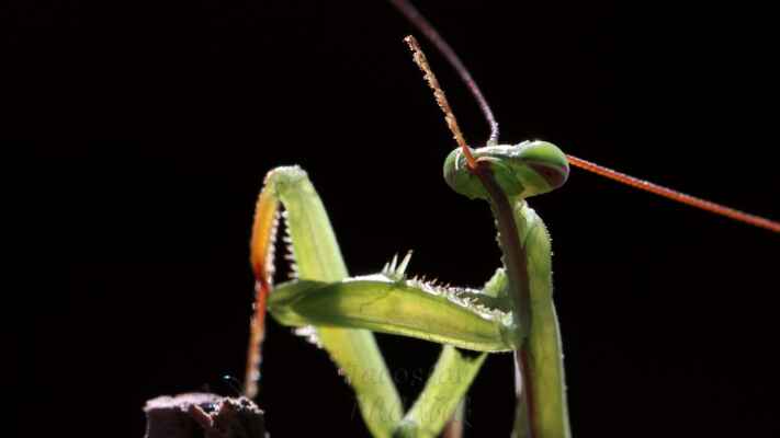 Jako jediné z hmyzí říše vidí binokulárně (podobně, jako člověk), proto dokážou odhadnout vzdálenost, viz https://insmart.cz/maji-spolecneho-kudlanky-nabozne-trojrozmerne-videni-roboti/