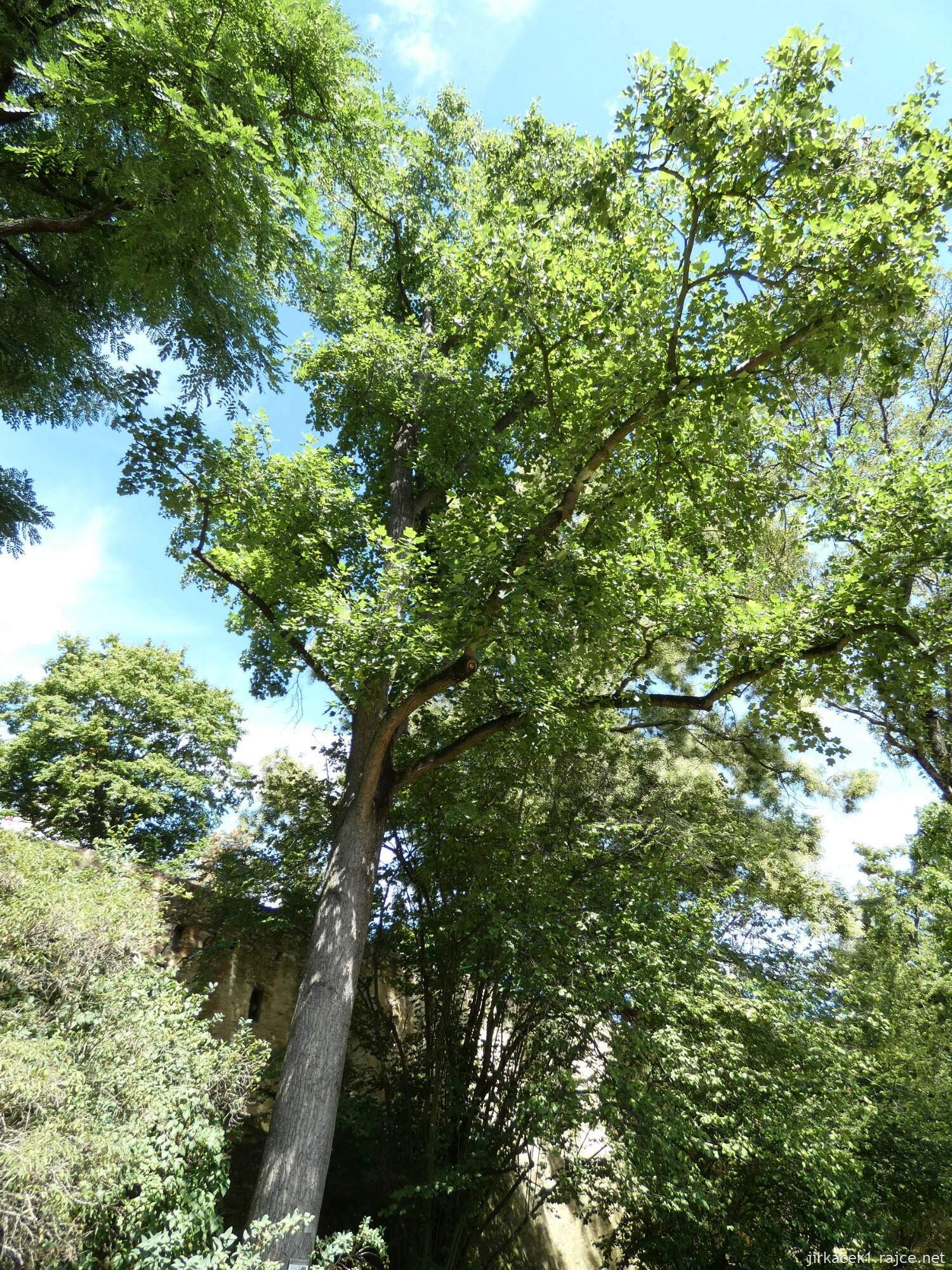 K - Kouřim - městský park Na hradbách 064
